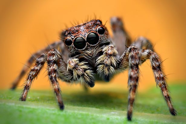 Bug Bytes: Jumping Spiders