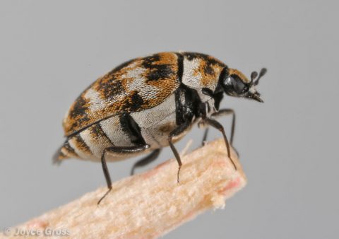Carpet Beetles | Eric the Bug Guy
